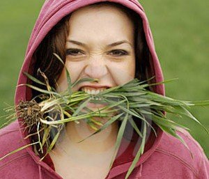 wheatgrasslove